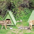 Kocaeli Derince Belediyesi'nin Sokak Hayvanları İçin Yaptırdığı Kulübeler