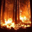 Bazı Orman Yangınlarının Sebebi İnsanlar
