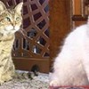 25.08.2020 / Gli’ye Arkadaş Geldi