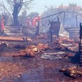 Orman Yangını Sonucunda Yüzlerce Hayvan Yaşamını Yitirdi