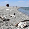 13.08.2020 / Van’da Tedirgin Eden Görüntü! Vatandaşlar Endişeli