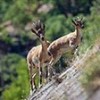 15.08.2020 / Yabankeçisini Kurtaran Karar