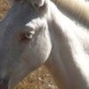 23.09.2020 / Kars’ta Dünyaya Gelen “Albino Tay” Şaşırtıyor