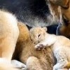 24.09.2020 / Terk Edilen Aslan Yavrularına Köpek Annelik Yaptı
