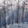 27.08.2020 / Adana’daki Orman Yangınında Zarar Gören Alan Ağaçlandırılacak