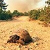 28.08.2020 / Yaralı Hayvanlara Gönüllü Tedavi Hizmeti