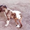04.09.2020 / Üniversiteden Sokak Köpeklerine Protez Bacak Desteği