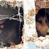 13.10.2020 / Apartman Boşluğuna Düşen Köpeği, İtfaiyeciler Kurtardı