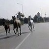 07.10.2020 / Sürücüleri Şaşkına Çeviren Olay! O Anları Hemen Kaydetti