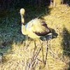 07.10.2020 / Göç Yolunu Şaşırıp Elbistan'a Gelen Flamingoya Belediye Ekipleri Sahip Çıktı