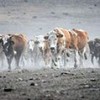 27.09.2020 / İneklerin ‘Tablo Gibi’ Mera Yolculuğu