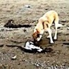 22.10.2020 / İzmir’de Görüntülendi! Köpekten ‘İnsanlık’ Dersi