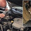 07.10.2020 / Yavru Kediyi Motordan Çıkarmak İçin Köpek Sesi Dinlettiler: Başka Aracın Motoruna Kaçtı