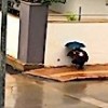 22.10.2020 / Antalya’da Yürekleri Isıtan Görüntü... Şemsiyesiyle Sokak Köpeğini Yağmurdan Korudu