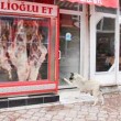 Sivas'ın Zara İlçesinde Her Gün Sokak Köpeklerini Doyuran Alioğlu Kasabı'nın Sahibi Furkan Eser