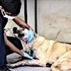 05.10.2020 / Hayvanları Koruma Günü’nde Köpeği Tüfekle Vurdu