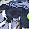 02.11.2020 / İzmir’de Depremde Enkazda Kalan Köpek 65 Saat Sonra Kurtarıldı