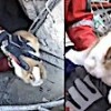 01.11.2020 / Arama Köpeği Bob’un Enkazda Bulduğu Kedi Kurtarıldı