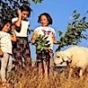 26.11.2020 / Annesi Ölen Kuzu, Evin Çocuklarıyla Arkadaş Oldu