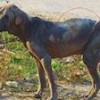 12.11.2020 / Manisa’da Yaralı Köpek Vicdanları Sızlattı