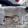 13.10.2020 / Kangal Köpeğinden Yürek Isıtan Görüntü