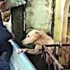 16.11.2020 / Selden Kurtarılan Köpeğin Görüntüleri Viral Oldu