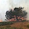 13.09.2017 / Sivas’ta Orman Yangını