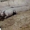 14.11.2020 / Nesli Tükenmekte Olan Siyah Gergedan Doğum Yaptı