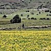 03.10.2020 / Tunceli Yaylaları Önlem Alınmazsa Yok Olacak!
