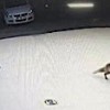 14.12.2020 / Otomobilinin Anahtarlarını Tilkiye Kaptırdı