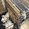 02.12.2020 / Ankara’da Binanın Bodrumunda 68 Köpek Bulundu