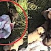 05.12.2020 / Kan Donduran Olay! Çuvalda Ölüme Terk Etmişler