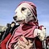 25.12.2020 / Ses Telleri Kesilen Köpeklerin Sahibine 127 Bin 920 Lira Para ‘Cezası’