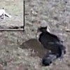 08.12.2020 / Yurttaşlar Görüntüledi... Kedi Tilkiyi Böyle Kovaladı