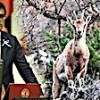 06.12.2020 / Tepkilerin Ardından Dağ Keçisinin Avlanma İzni İptal Edildi