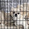 04.12.2020 / Ankara’da İkinci Köpek Operasyonu: Havlamasınlar Diye Ses Tellerini Kesmişler