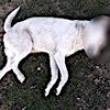 20.12.2020 / Sokak Köpeğini Başından Tüfekle Vurarak Öldürdü