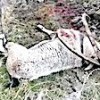 17.12.2020 / Dağ Keçisini Vuran Şahıs Yakalandı, 28 bin 405 TL Ceza Kesildi