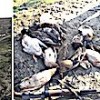 07.12.2020 / 14 Yaban Ördeğini Öldüren Öğretmene 16 Bin 657 Lira Ceza