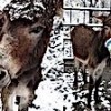 21.01.2021 / Ağzı Çelik Tel İle Bağlı Eşek Kurtarıldı