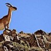 14.01.2021 / Tunceli’de Şüpheli Bir Şekilde Ölen 8 Yaban Keçisi İçin Suç Duyurusu