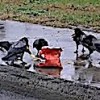 11.01.2021 / Kargaların Görülmeye Değer Cips Ziyafeti
