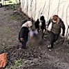 25.01.2021 / Bahçesine Giren Komşusunun Köpeğini Sopayla Vurarak Öldürdü
