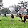 09.01.2021 / Manisa’da Aç Kalan Yılkı Atları Şehir Merkezine İndi