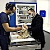 19.11.2020 / Bacakları Kesilmiş Olarak Bulunmuştu... Pamuk’un Tedavisi Sürüyor