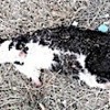 07.01.2021 / Vahşet! Patileri Kesilmiş Bir Kedi Daha Bulundu