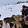 18.01.2021 / Ankara’da Ortak Akıl Sokak Hayvanları İçin de Devrede