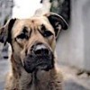 16.01.2021 / İstanbul Sokaklarındaki Köpeklere Odaklanan ‘Stray’ Belgeselinden İlk Fragman