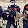 14.01.2021 / Yaban Keçisi Yavrusu Ormanda Donmak Üzereyken Bulundu