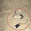 18.01.2021 / Nesli Tehlike Altında! Şırnak’ta Görüntülendi